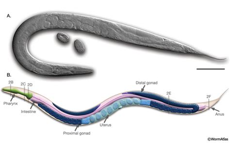 hermaphrodite cuming|'hermaphrodite cum' Search .